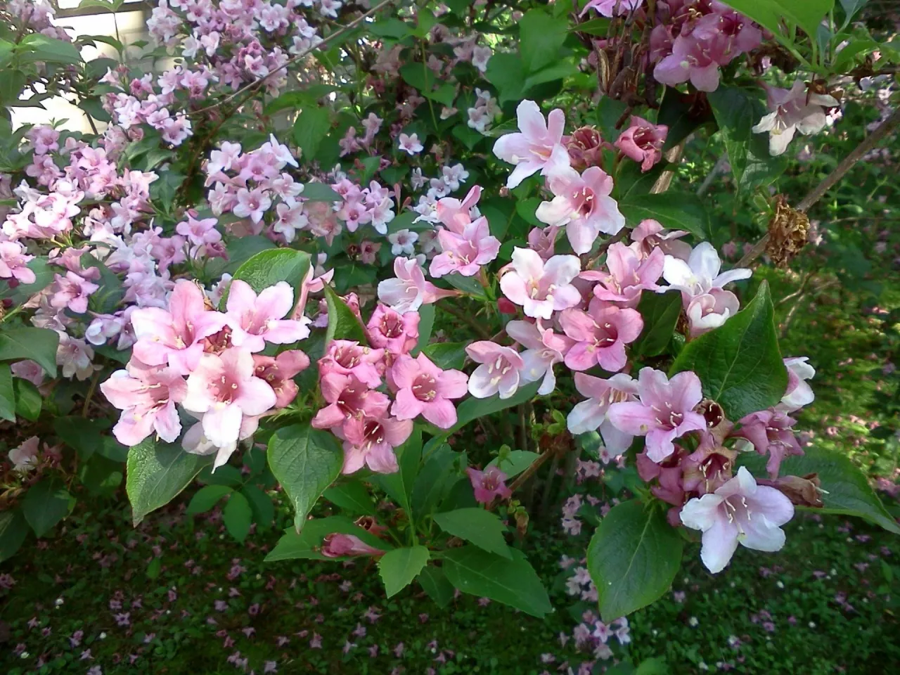 Coroczne cięcie weigeli pozwoli na uzyskanie burzy kwiatów