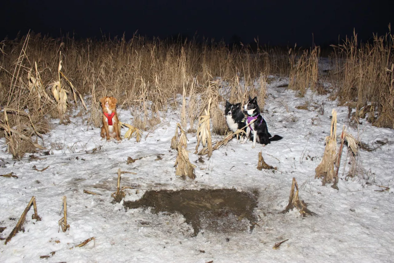 psy do poszukiwania dzików, ośrodek szkolenia psów Wrocław
