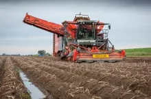 Spadające ceny ziemniaka skrobiowego i wysokie koszty sadzeniaka kwalifikowanego zmuszają polskich plantatorów do szukania alternatywnych rozwiązań. Rolnicy apelują o wsparcie zakładów przetwórczych i elastyczne podejście do kosztów materiału sadzeniowego. Eksperci tłumaczą przyczyny kryzysu nadprodukcją w Europie i agresywną polityką cenową zakładów.