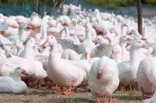 Kaczki na wolnym wybiegu