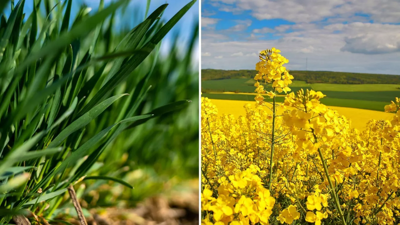 Boskalid w płynie w zbożach i rzepaku