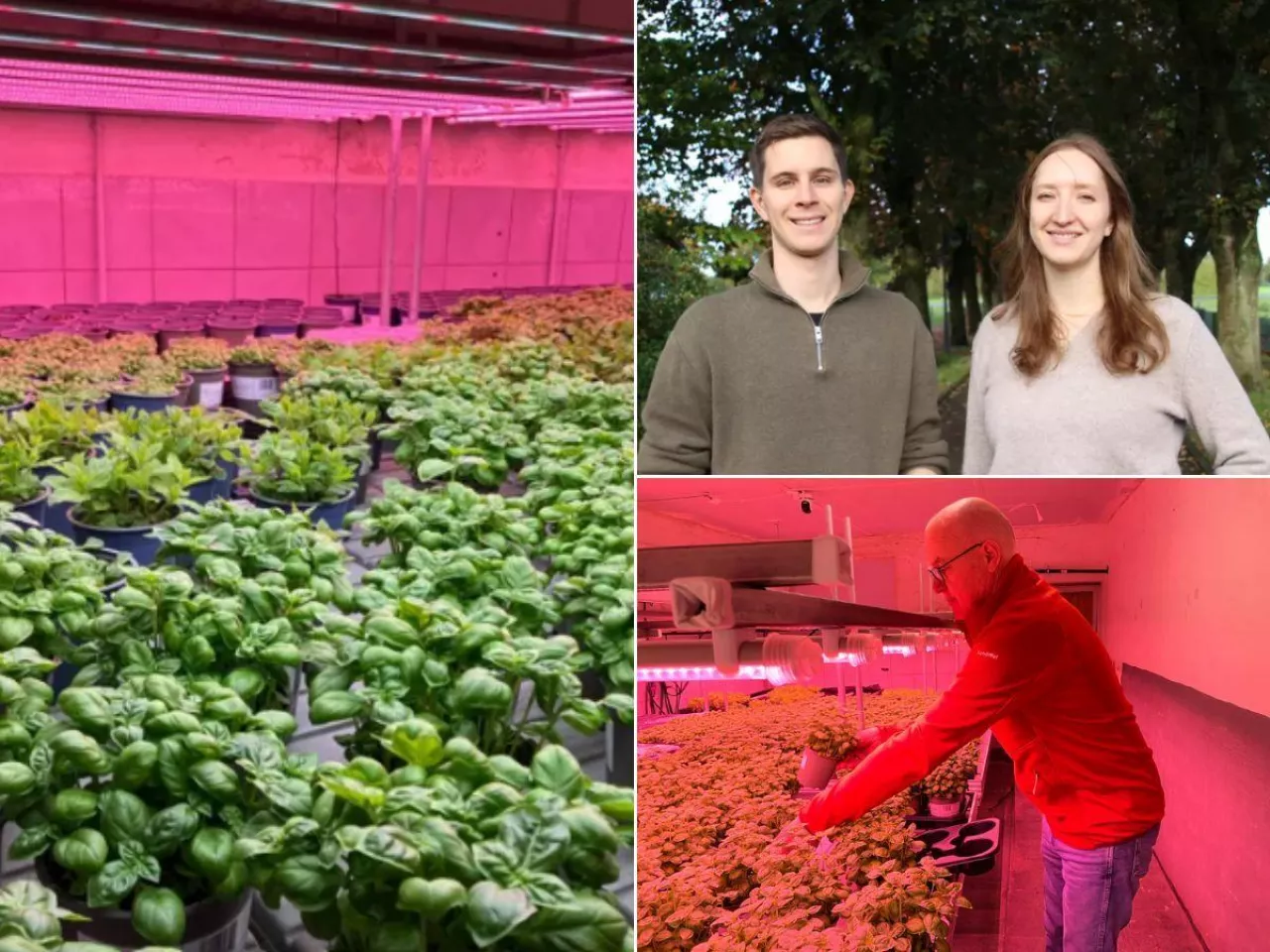 500 świń zniknęło. W chlewni uprawiają dziś bazylię