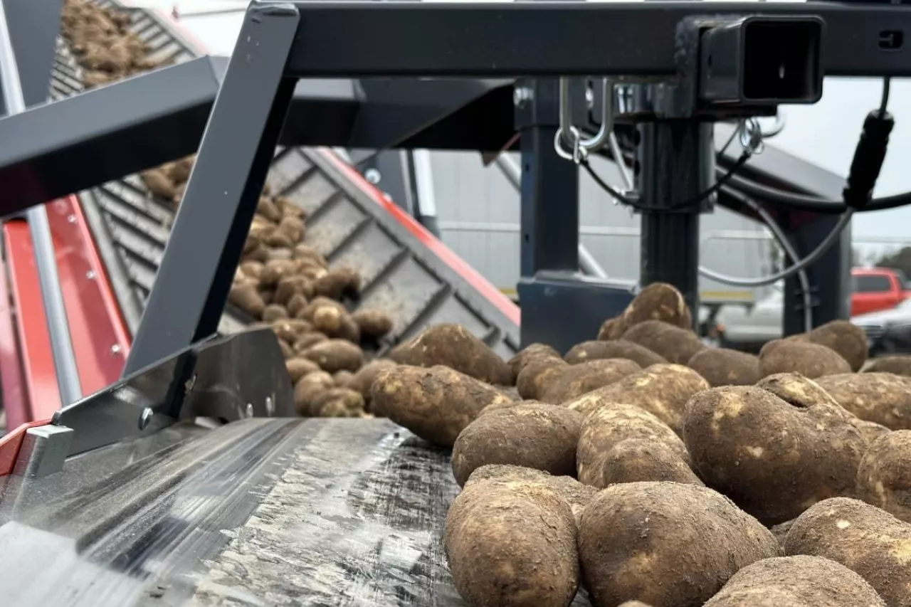 ziemniaki uparwa ziemnaików areał uprawy ziemniaka ziemniaki na przetwórstwo ceny ziemniaka