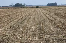 Ściernisko po kukurydzy