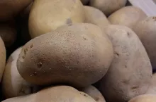 ziemniaki, ceny ziemniaków, plonowanie ziemniaków