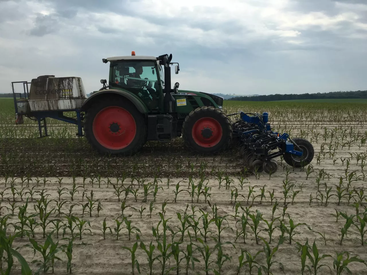 Mechaniczne odchwaszczanie kukurydzy