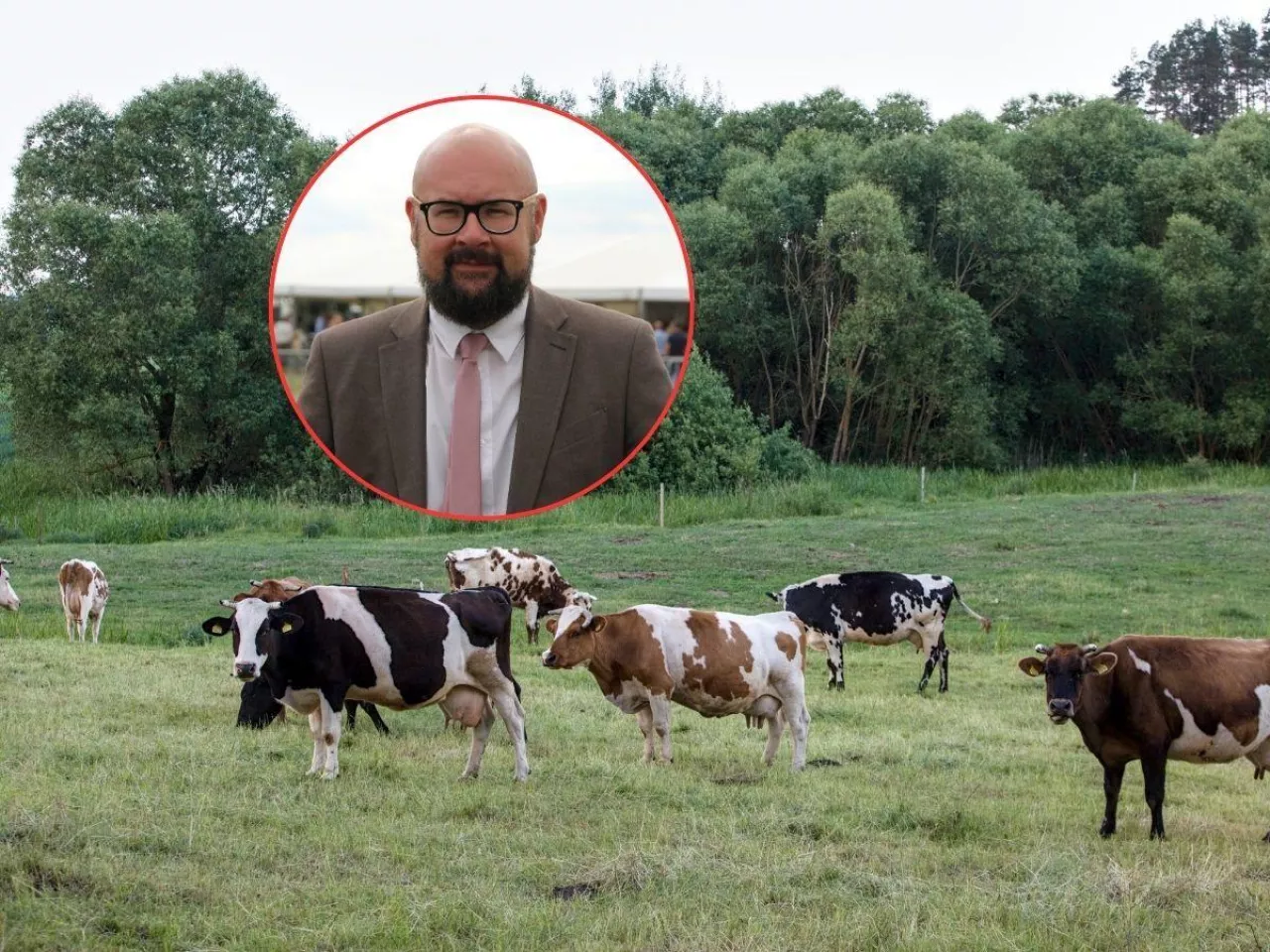 bydło na pastwisku, w tle głowa Jacka Zarzeckiego z Polskiej Platformy Zrównoważonej Wołowiny