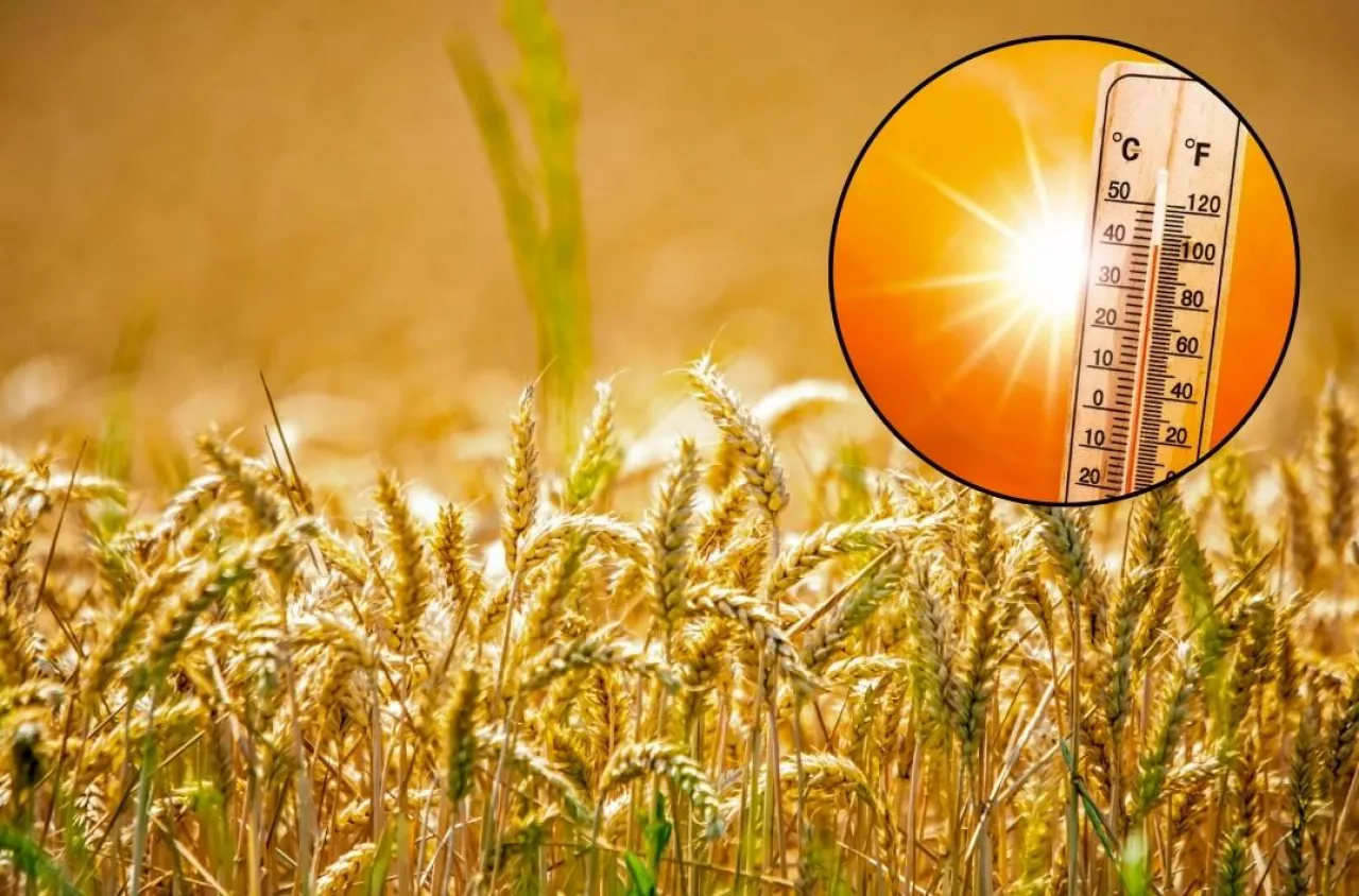 ekstremalne upały uprawa pszenicy