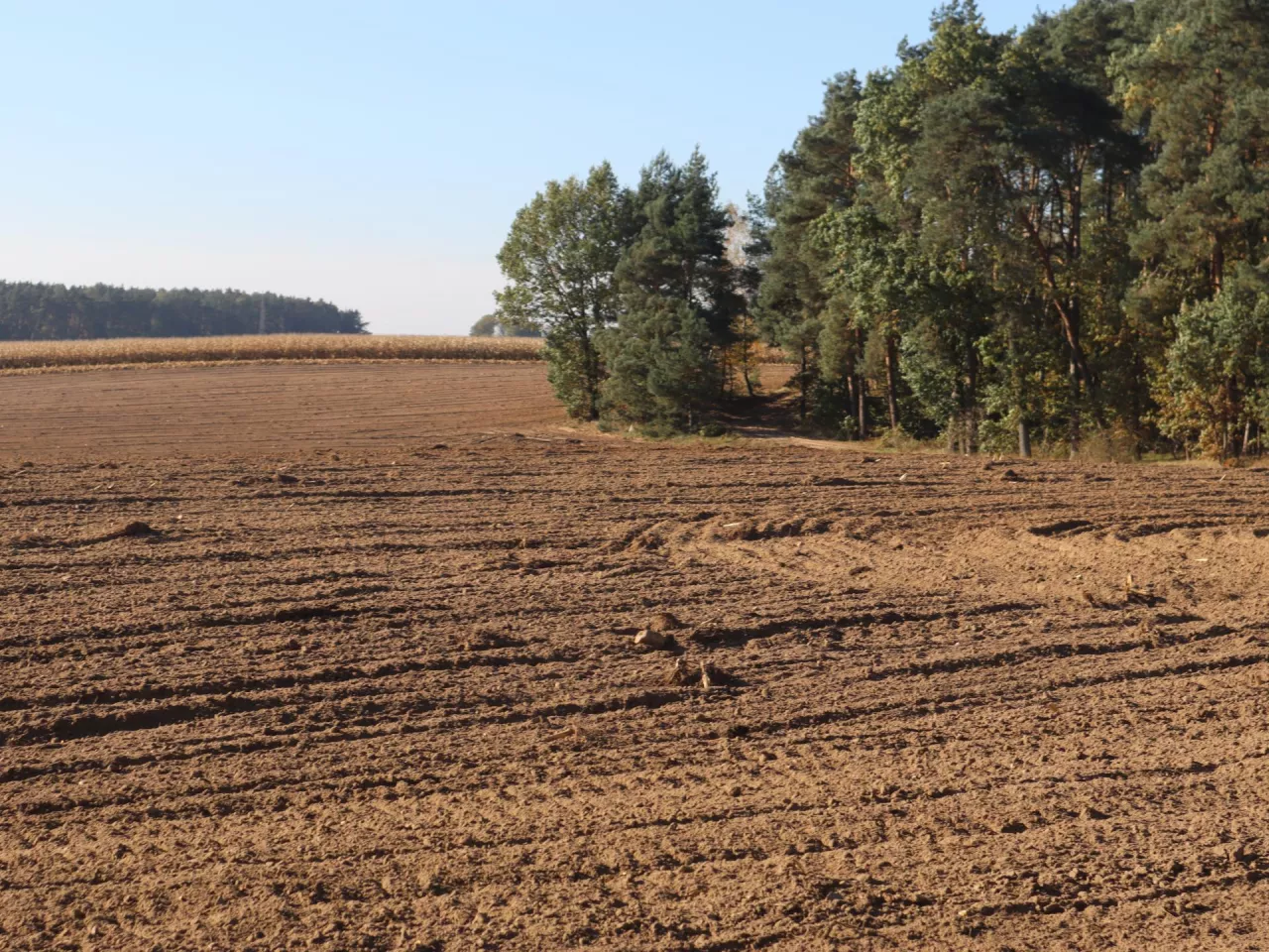 O tym, że rolnicy potrzebują regulacji dotyczących dzierżawy rolniczej wiadomo od dawna. Zaprojektowane regulacje nie wychodza jednak na przeciw ich oczekiwaniom