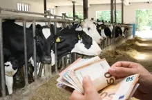 Szokujące wyliczenia europosłów. Ze 100 euro wydanych w sklepie rolnik dostaje tylko 7 euro