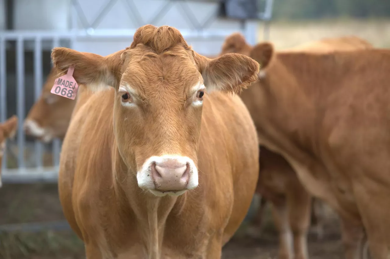 bydło rasy limousine na wypasie