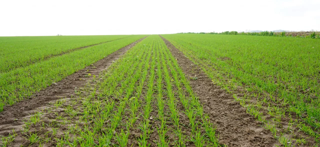 wschody zbóż na polu