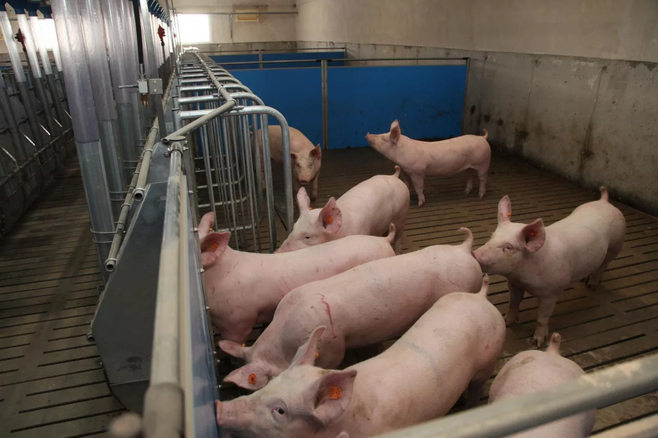 Loszki w nowej chlewni