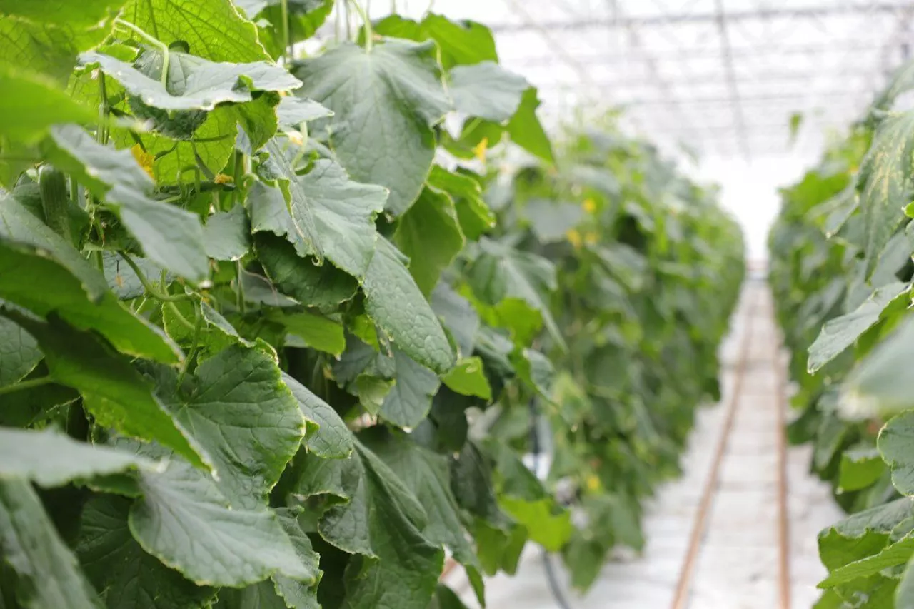 Rekordowy import ogórków do Polski. Kto został liderem?