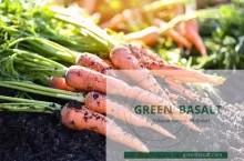 Green basalt - uprawa marchwi