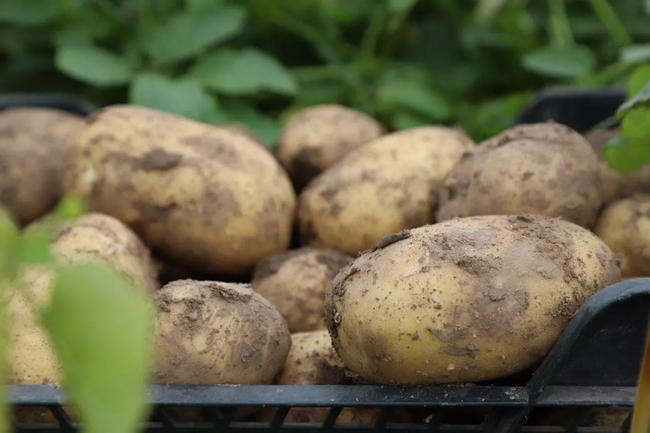 ziemniaki, rynek ziemniaków, ceny ziemniaków