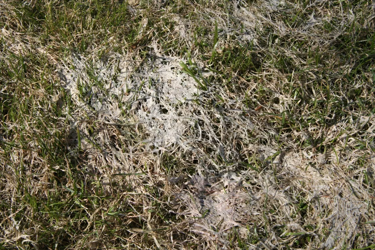 Pleśń śniegowa na łące. Jak skutecznie zwalczyć chorobę wiosną?