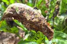 Chwościk w burakach: jak zwalczać? Kiedy pryskać?