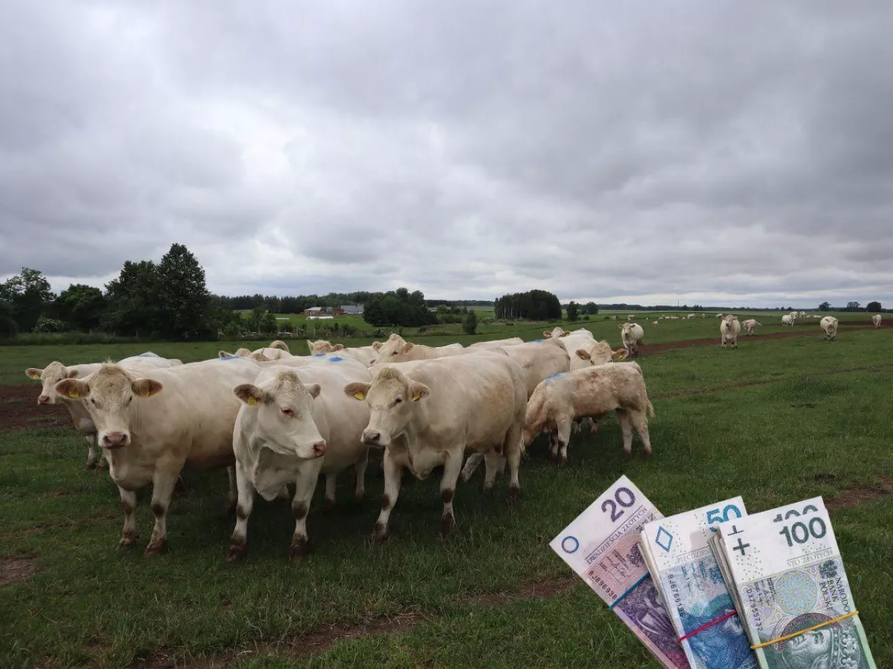 Prognozy cen dla rynku bydła