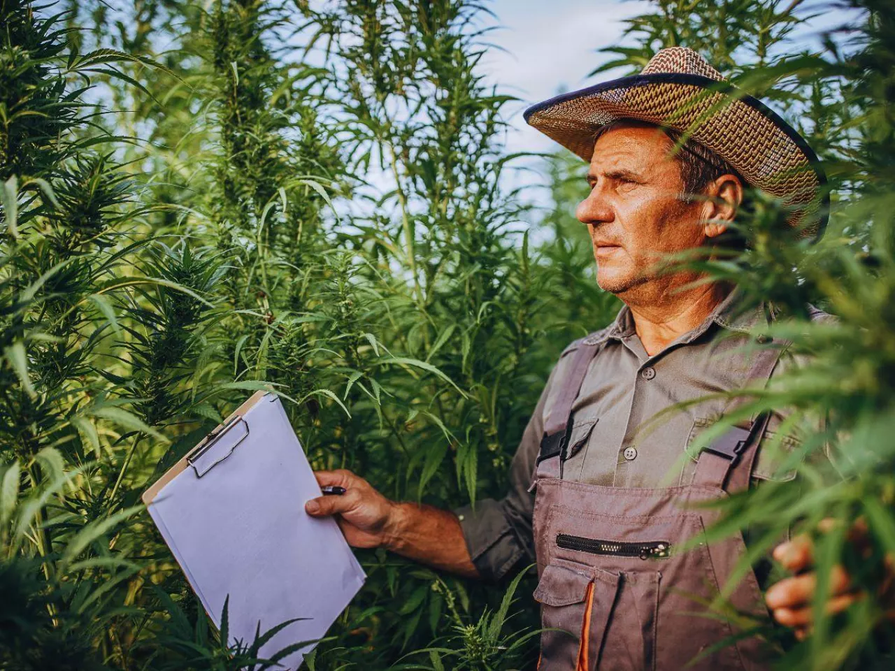 Coraz więcej rolników sieje konopie. Ten rynek szybko rośnie