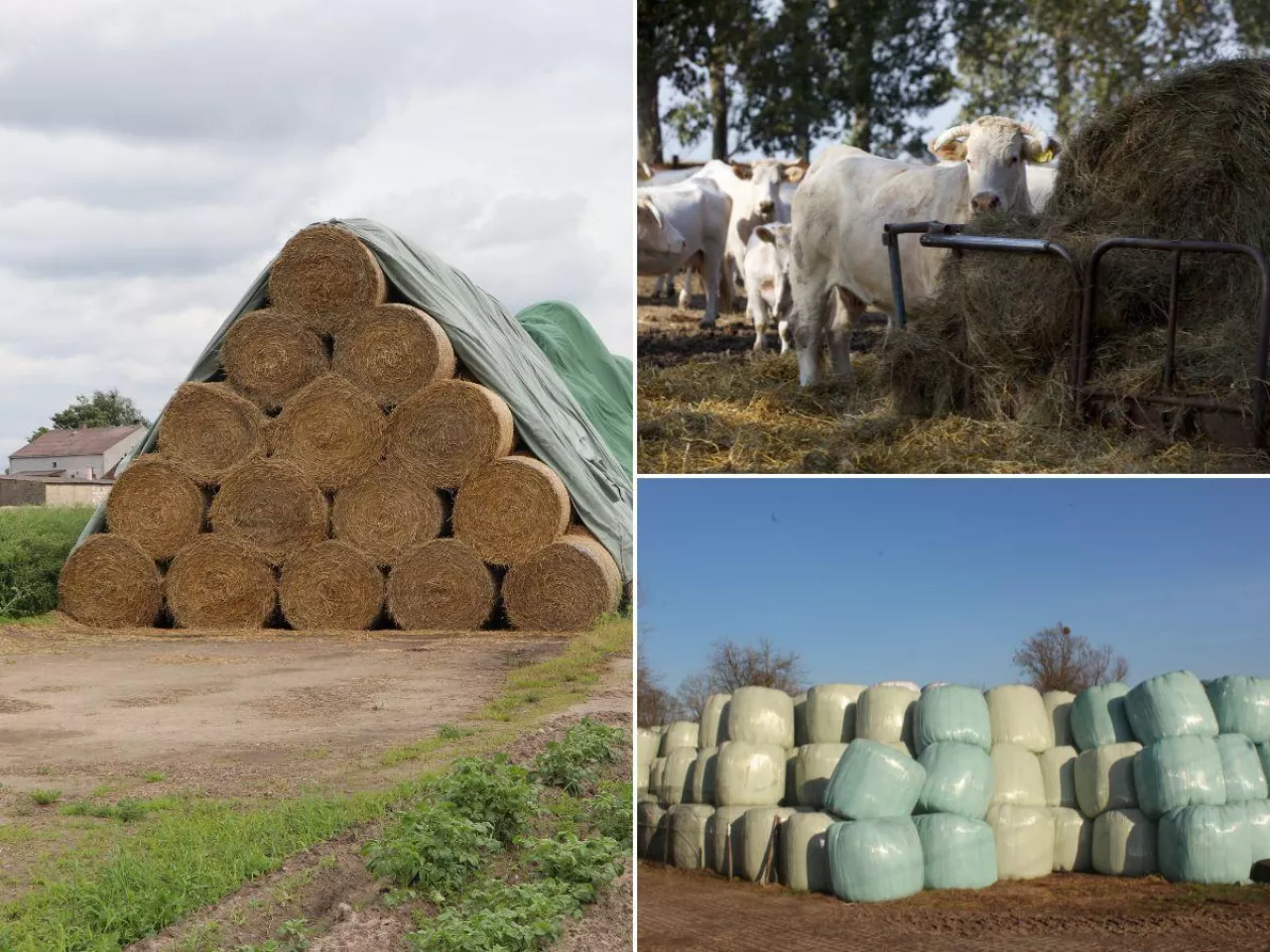 Ile kosztuje sianokiszonka, siano i słoma? Sprawdzamy ceny pasz w 2026