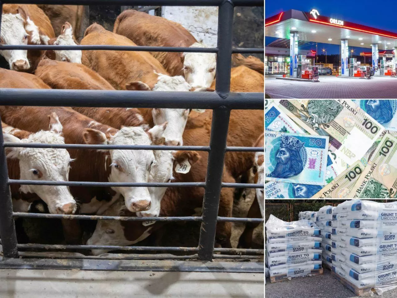 Raport rynkowy [06.03.2026 r.]