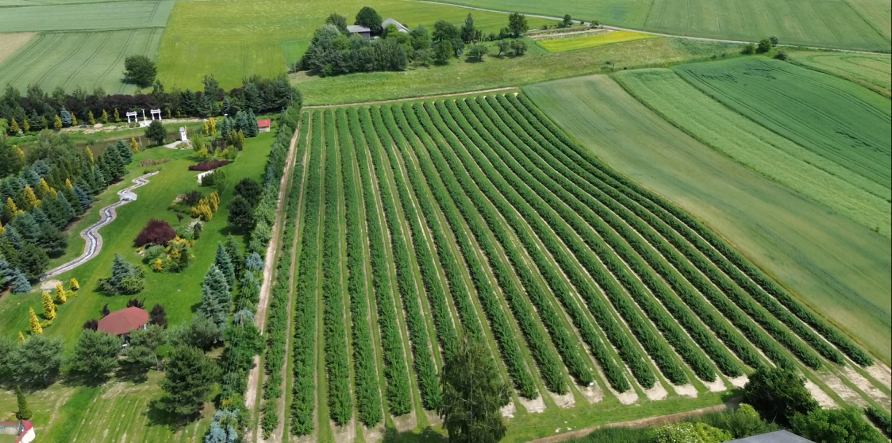 Plantacja porzeczki czarnej
