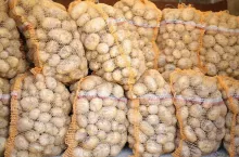 ziemniaki, uprawa ziemniaka, rynek ziemniaków, cena za ziemniaki, nadprodukcja ziemniaka