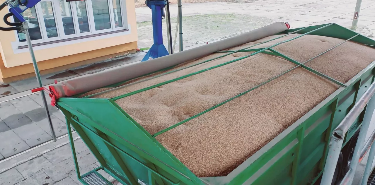 Jakie są ceny skupu zbóż i rzepaku