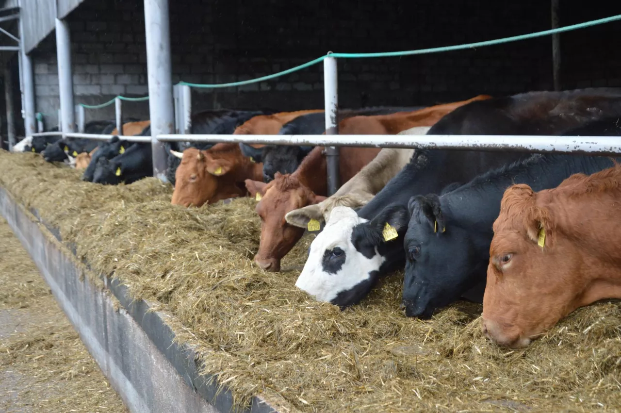 Ceny bydła spadają