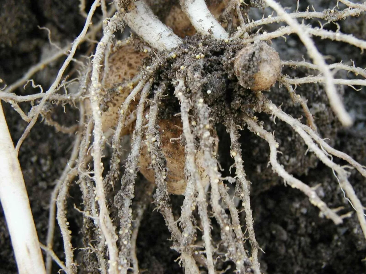 Cysty mątwika ziemniaczanego na korzeniach ziemniaka