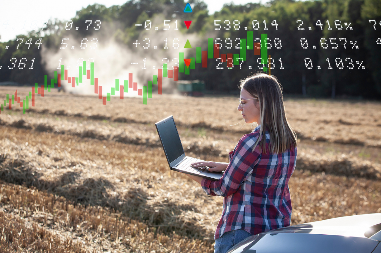 Młoda kobieta analizuje dane rynku rolnego na laptopie na polu po zbiorach, nad zdjęciem widoczne wykresy i notowania cen.