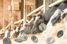 Nowy kryzys uderzy w mleko? Rolnicy muszą się przygotować