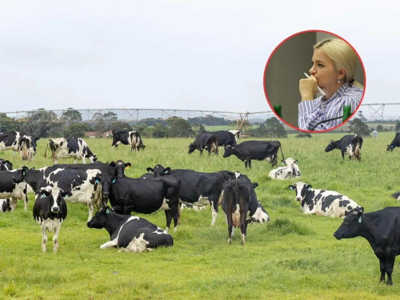 Kryzys na rynku mleka