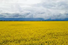 Pole rzepaku na Ukrainie