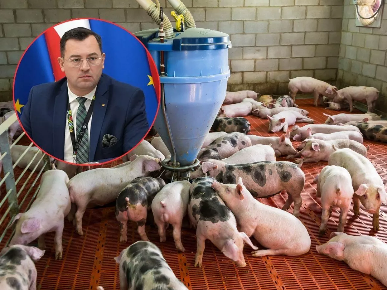 Co z dopłatami do świń? KE mówi „nie”, ale ministerstwo zapowiada pomoc