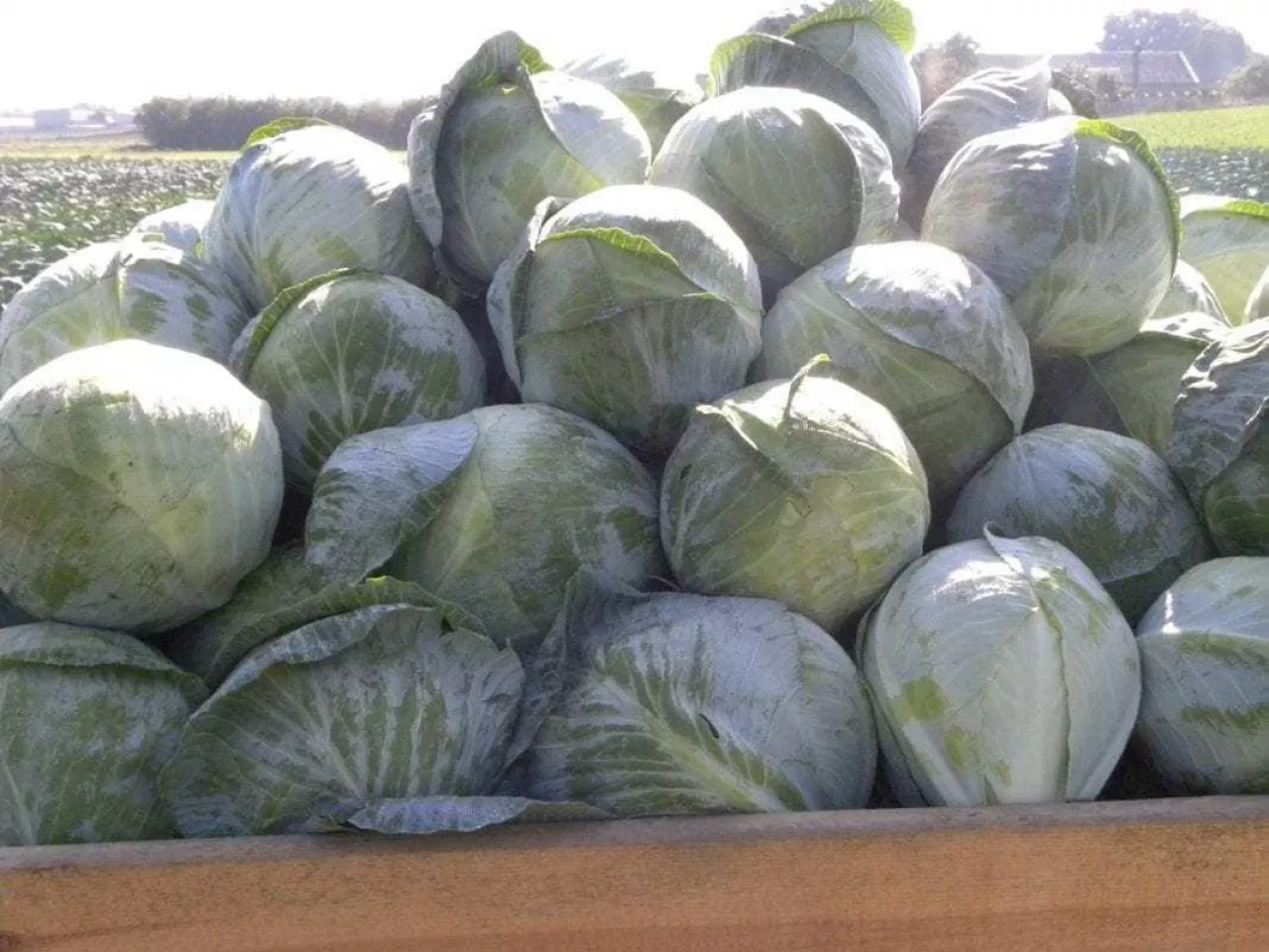 kapusta, import kapusty, rynek kapusty