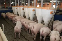 tuczniki koryto karmienie jednoczesne