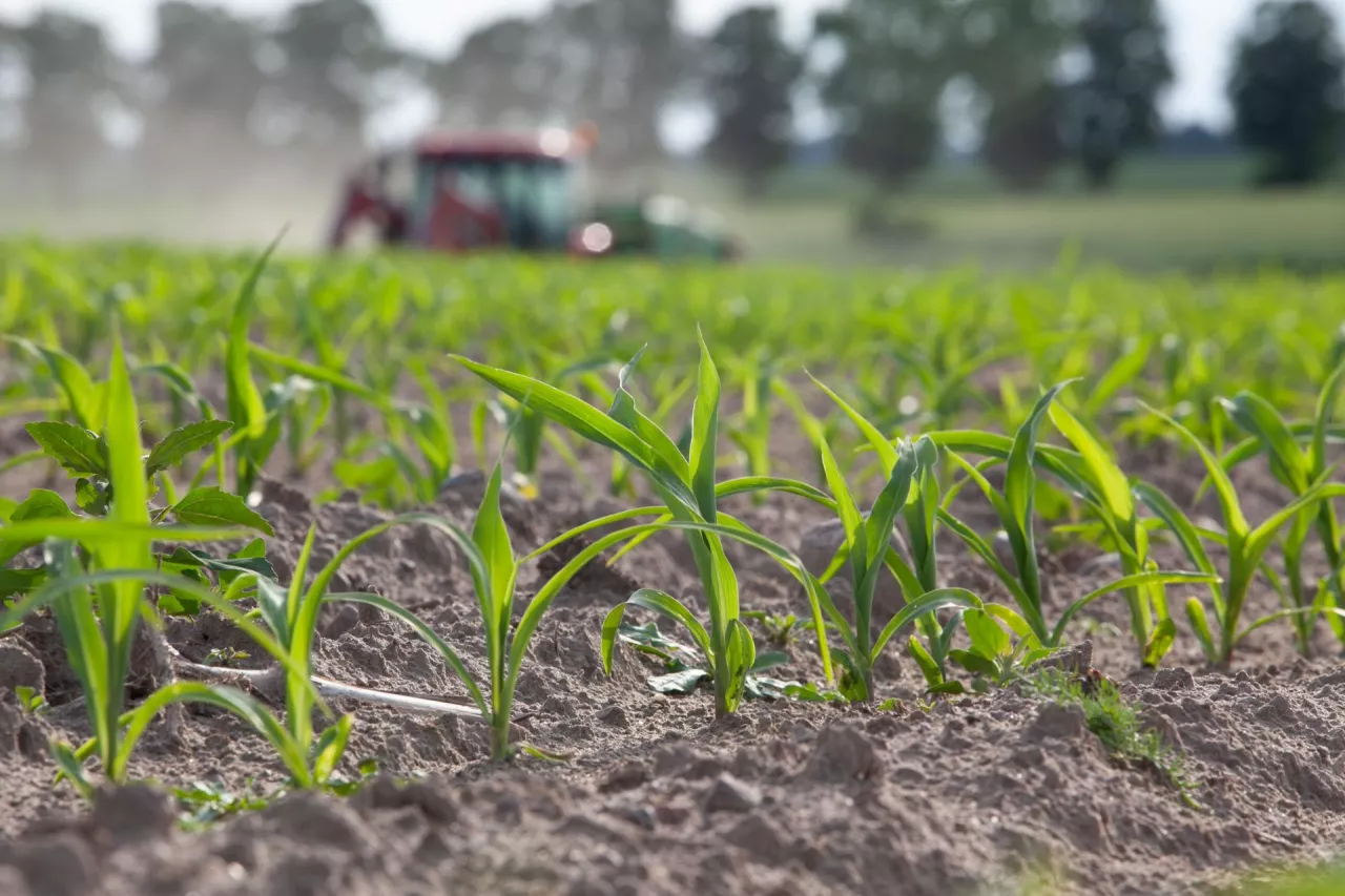Nalistne zwalczanie chwastów w kukurydzy