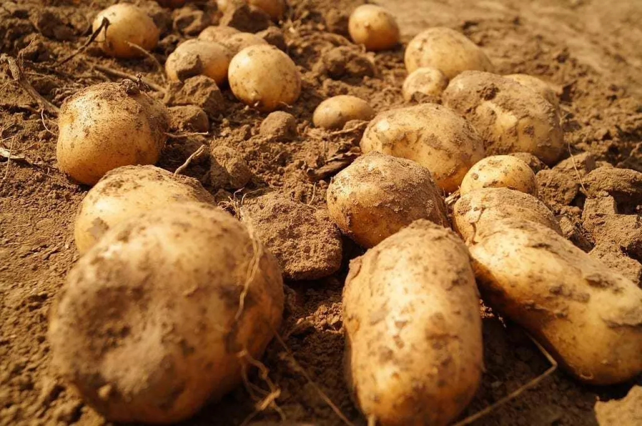 ziemniaki, ceny ziemniaków