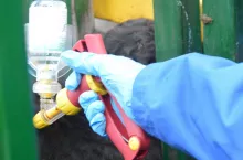 szczepienie bydła, szczepionka, antybiotyki