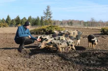  Maciej Feddek, świnie złotnickie, pstra wybiegana