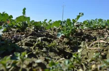 Pierwsza i druga dawka azotu w rzepak