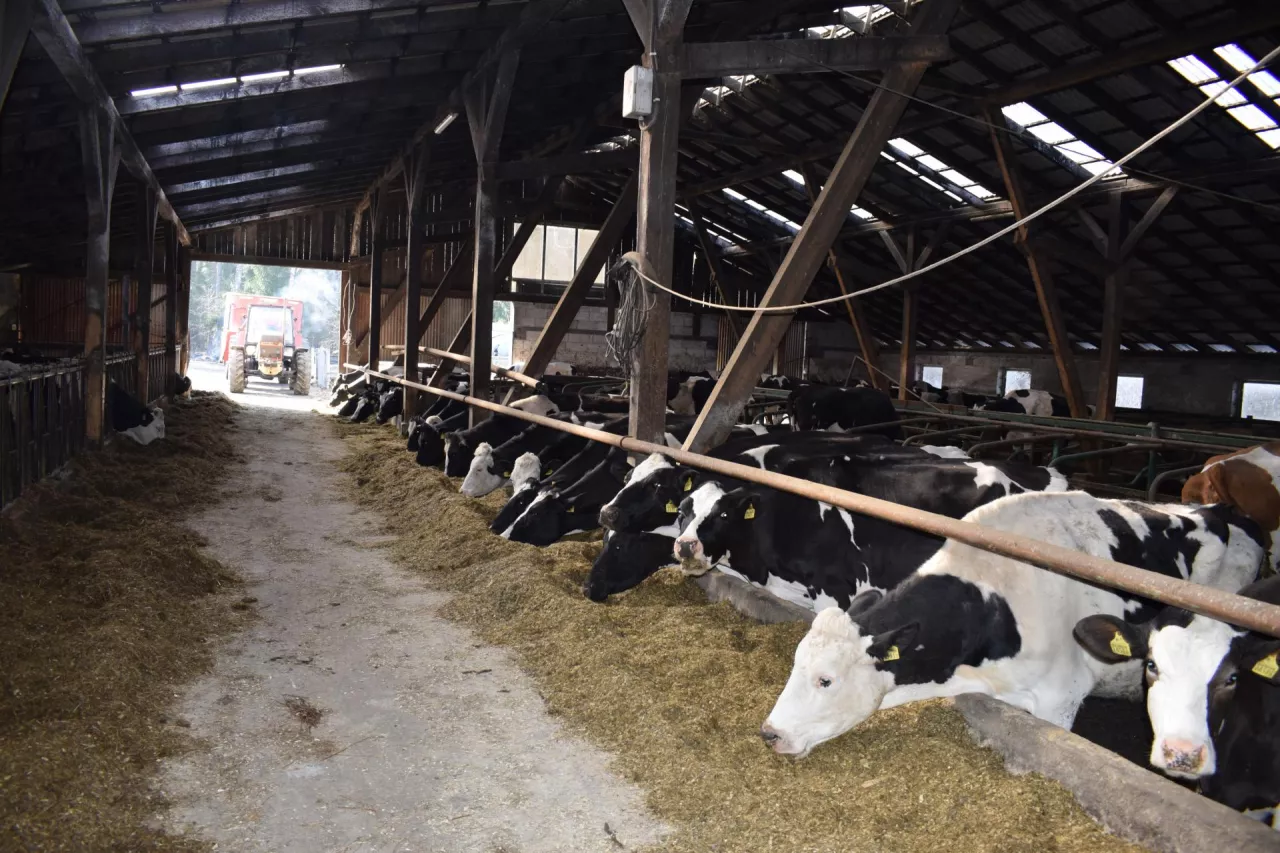 W wolnostanowiskowej oborze z legowiskami wyścielonymi trocinami, hodowcy utrzymują 100 krów dojnych