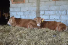 hodowla bydła mięsnego, wiata dla opasów, mamki, cielęta