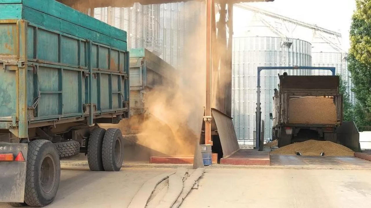 Trucks dumping grain in a warehouse after harvest. Grain in a trail, back view.