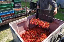 Zbiór truskawek – owoce trafiają do dużego pojemnika, obok widoczne skrzynki z plonem przygotowane do transportu.