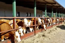 Ceny bydła w kwietniu 2026. Ile płacą za byka, jałówkę i krowę? [SONDA]