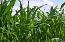 Zielone liście kukurydzy rosnącej na polu w słoneczny dzień.