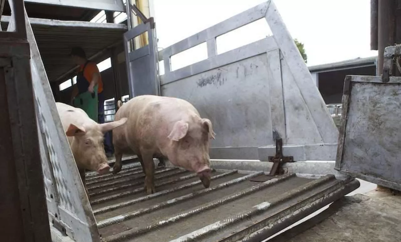 Cyfrowe zgłoszenie przemieszczenia świń przez IRZplus miało uprościć formalności i ograniczyć papierowe świadectwa zdrowia.